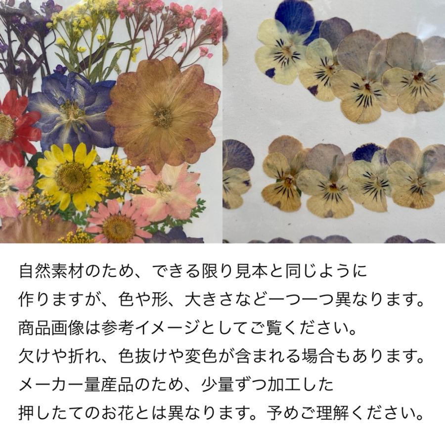 日限定07 ドライ 押し花 緑葉っぱ ミックス 1-G ドライフラワー花材