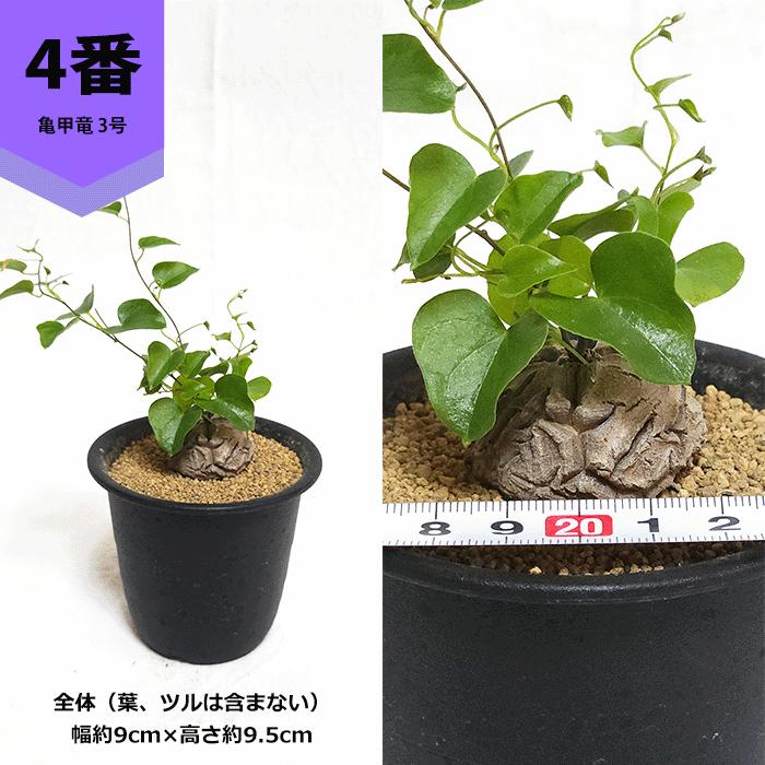 亀甲竜 3号 プラ鉢 アフリカ 鉢 ディオスコレア エレファンティぺス