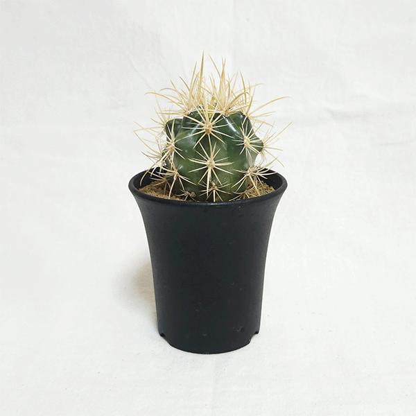 サボテン 黄金冠 3号 プラ鉢 種類 一覧 種 土 丸 観葉植物 多肉植物