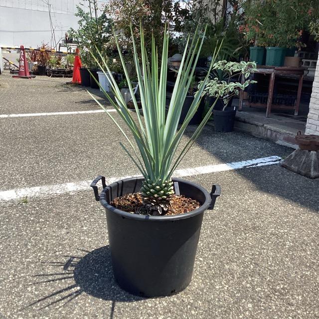 観葉植物 ユッカ リギダ 幹上げ68センチ インテリア 素敵なプランツ