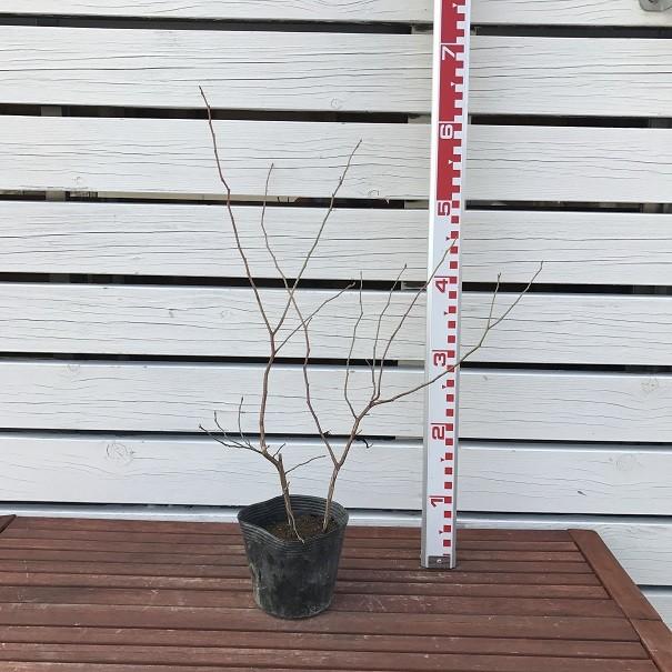 ブルーベリー 苗 【レガシー（ノーザンハイブッシュ系）】 2年生