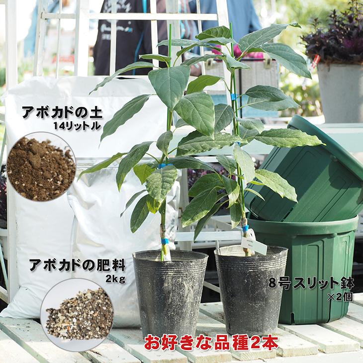 アボカド 苗 【2品種選べる アボカド栽培セット】 2年生 接ぎ木苗