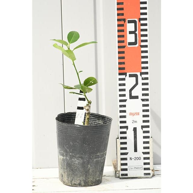 レモン 苗木 【スイートレモネード】 約0.3m 接ぎ木 小苗 : 苗木の専門