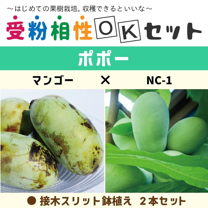 ポポー 苗木 【ポポー2品種 受粉相性OKセット マンゴー × NC-1