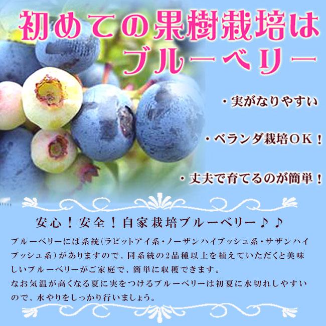 大実品種満腹セット ブルーベリー 簡単スタート 受粉樹セット ノーザン