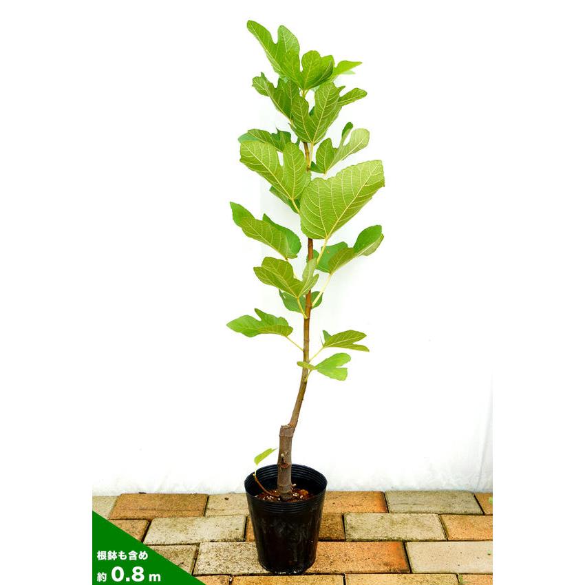 いちじく セレストブルー 1年生 挿し木苗 4号ポット 爆買 : 苗木部 花
