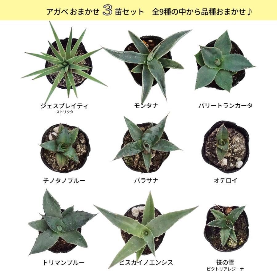 アガベ おまかせ3苗セット 2号ポット苗 : 苗木部 花ひろばオンライン