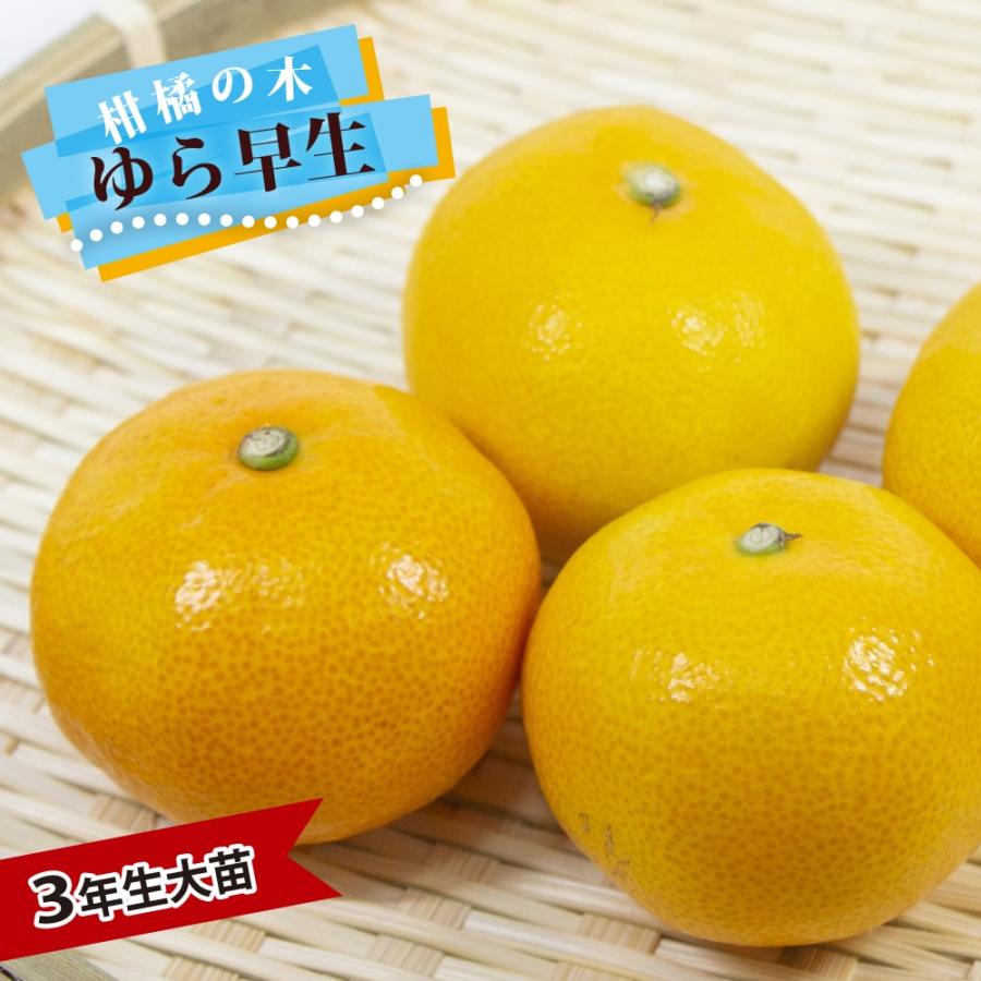 みかん 苗木 ゆら早生 温州みかん 3年生接木大苗 産地で剪定済 1.0m苗