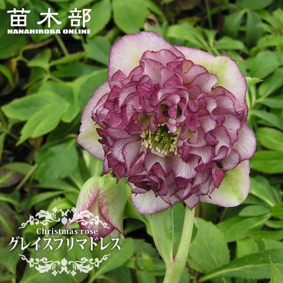 グレイスプリマドレス 八重咲きクリスマスローズ 3号ポット 苗 : 苗木