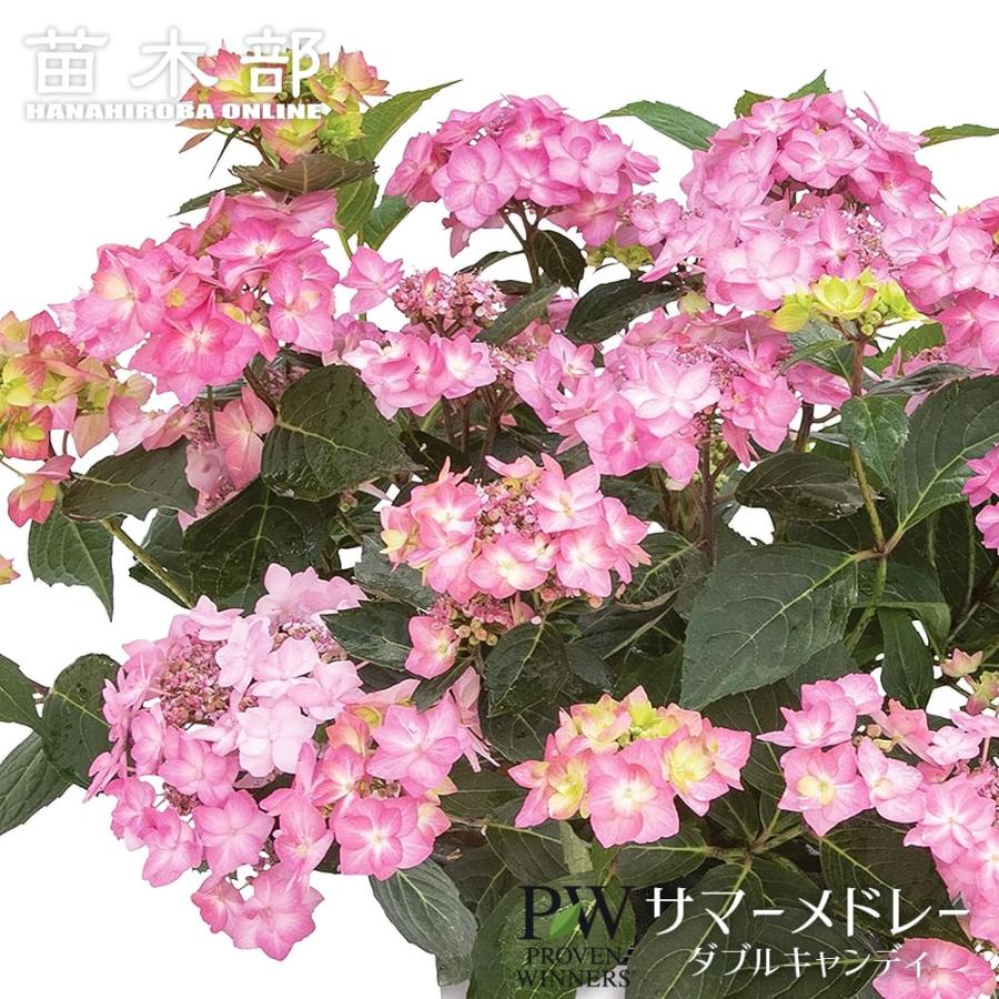 アジサイ サマーメドレー ダブルキャンディ 3.5号ポット苗（PW) 出願
