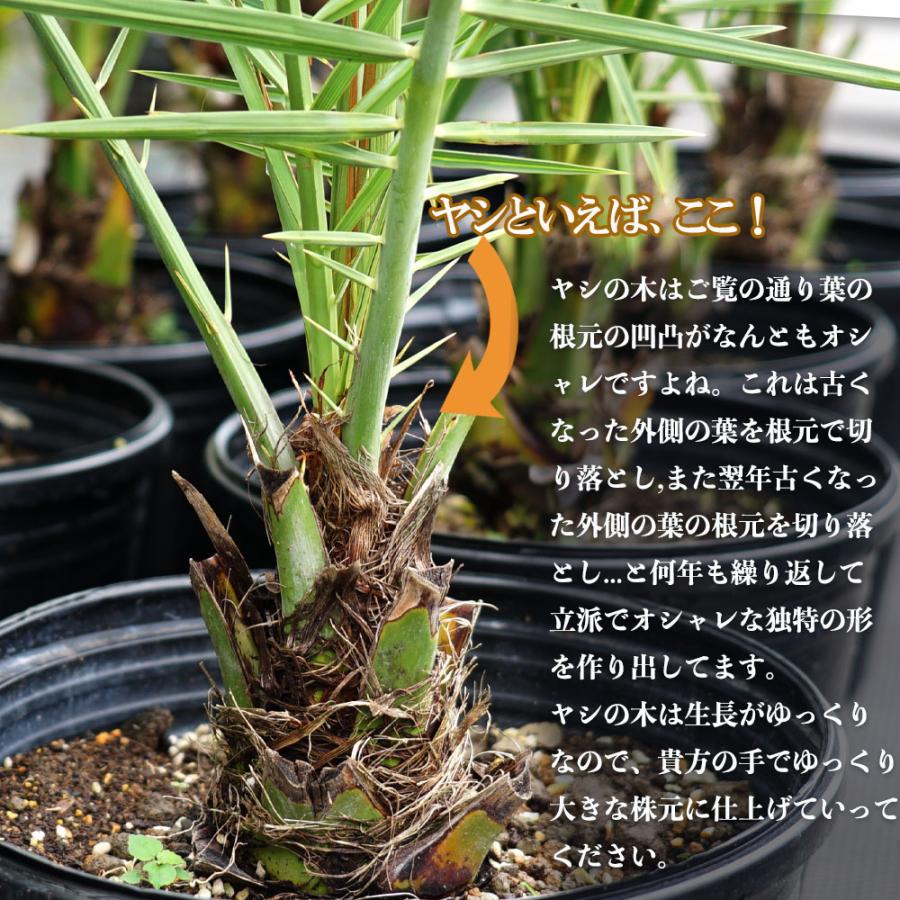 ヤシの木 ブラヘア・アルマータ 実生 ポット苗 爆買 : 苗木部 花ひろば