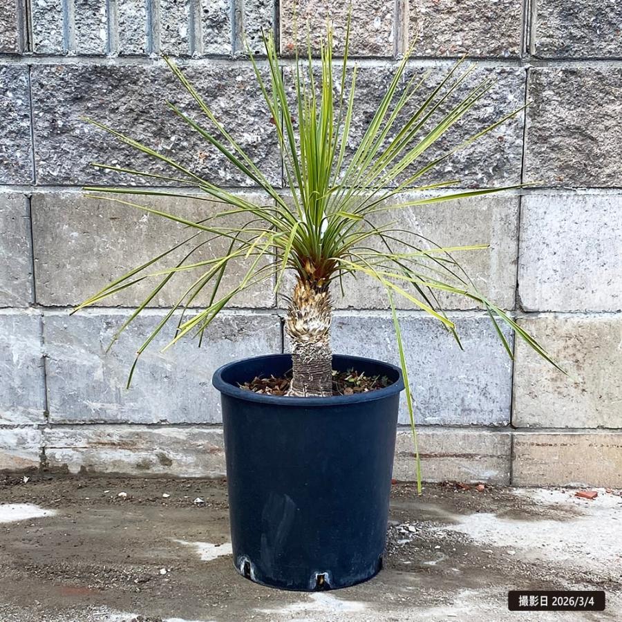 数量限定 ロストラータ ハイブリッドユッカ 耐寒性南欧風プランツ