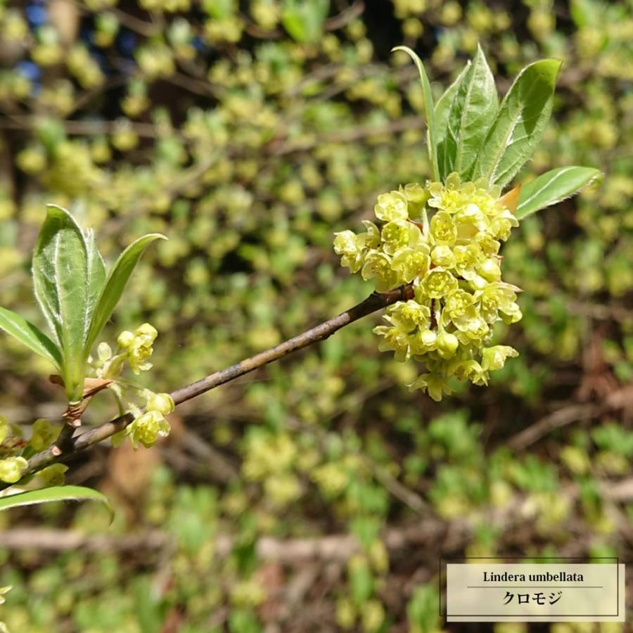 クロモジ （黒文字） 根巻き苗 : 苗木部 花ひろばオンライン - 通販