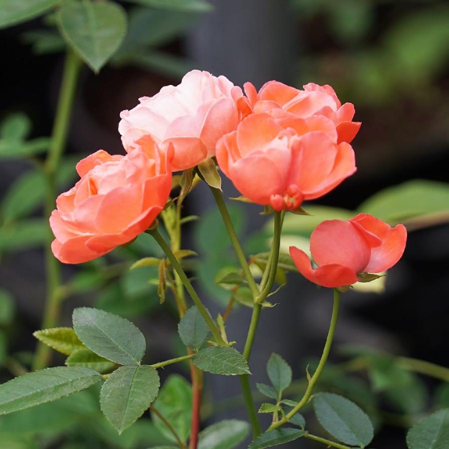 四季咲きバラ苗 オレンジマザーズデイ 1年生 新苗 予約販売4月中旬頃