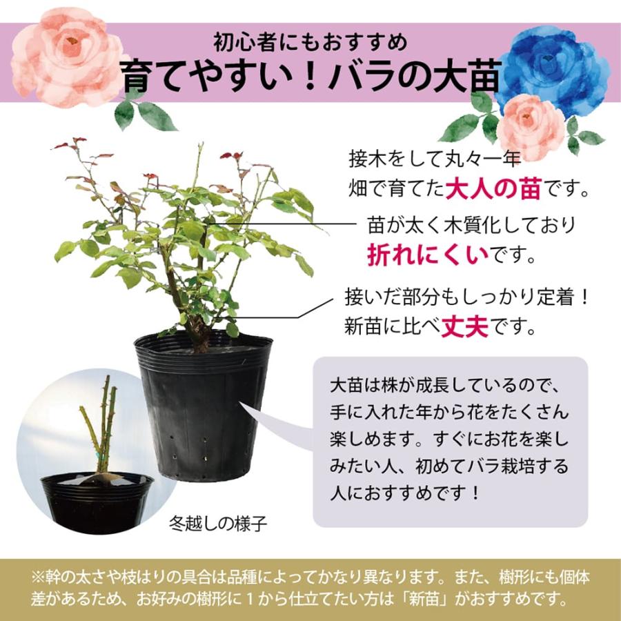 四季咲きバラ苗 ピンクサクリーナ 2年生大苗 : 苗木部 花ひろば