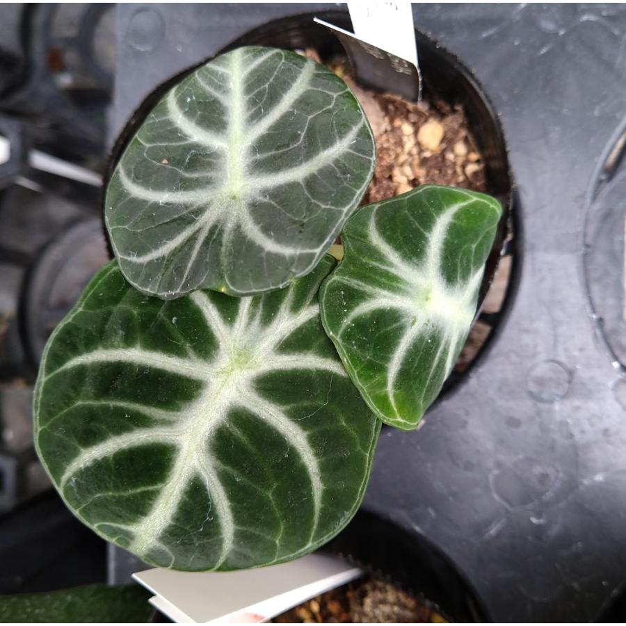 アロカシア ニンジャ 9cmポット苗 Alocasia reginula Ninja 観葉植物