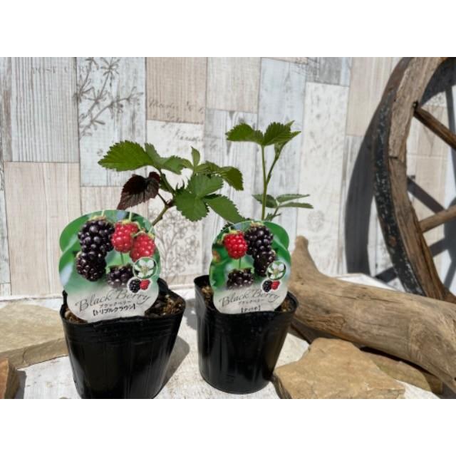 大実ブラックベリー トリプルクラウンの苗木 : 植物・園芸専門店 花育