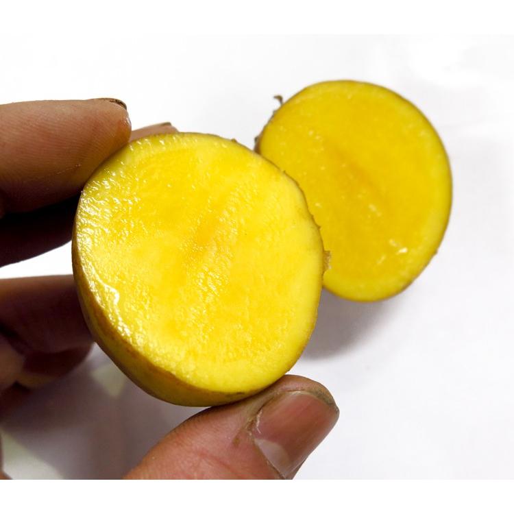 じゃがいも 種芋 種イモ 送料無料 インカのめざめ 種芋10kg 北海道産