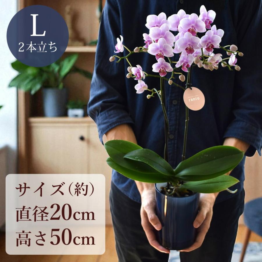 フラワーマーケット花由 産地直送 椎名洋ラン園さんの 土がいらない