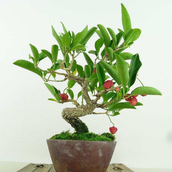 盆栽 真弓 樹高 約18cm まゆみ Euonymus sieboldianus マユミ 実物 赤