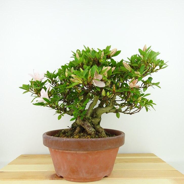 盆栽 皐月 晃山 樹高 約20cm さつき Rhododendron indicum サツキ