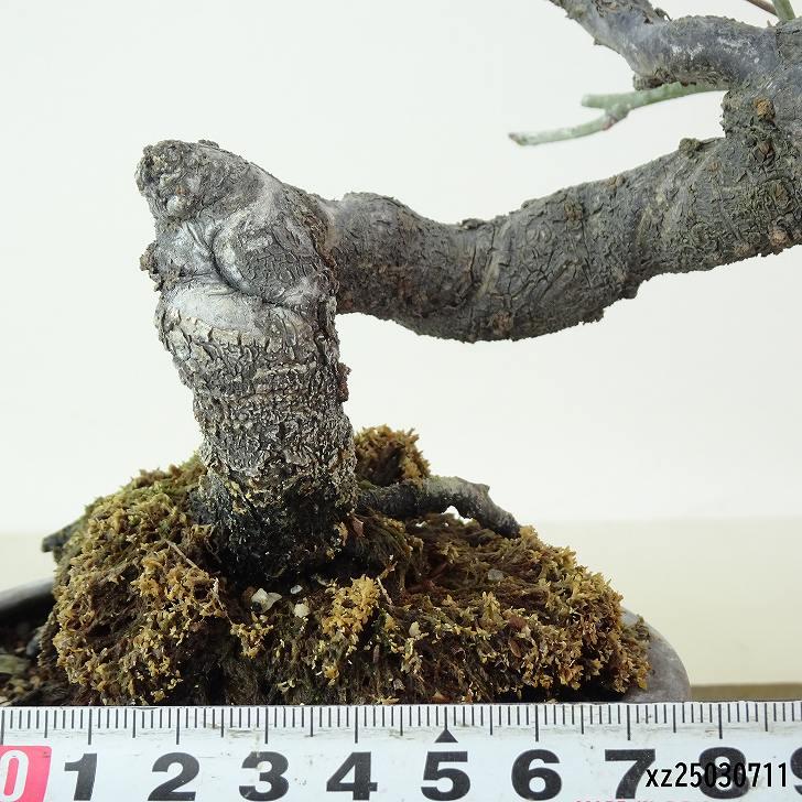 盆栽 梅 甲州野梅 樹高 約13cm うめ Prunus mume ウメ 花梅 野梅