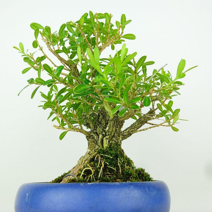 盆栽 台湾黄楊 樹高 約16cm たいわんつげ タイワンツゲ 柘植 ツゲ科