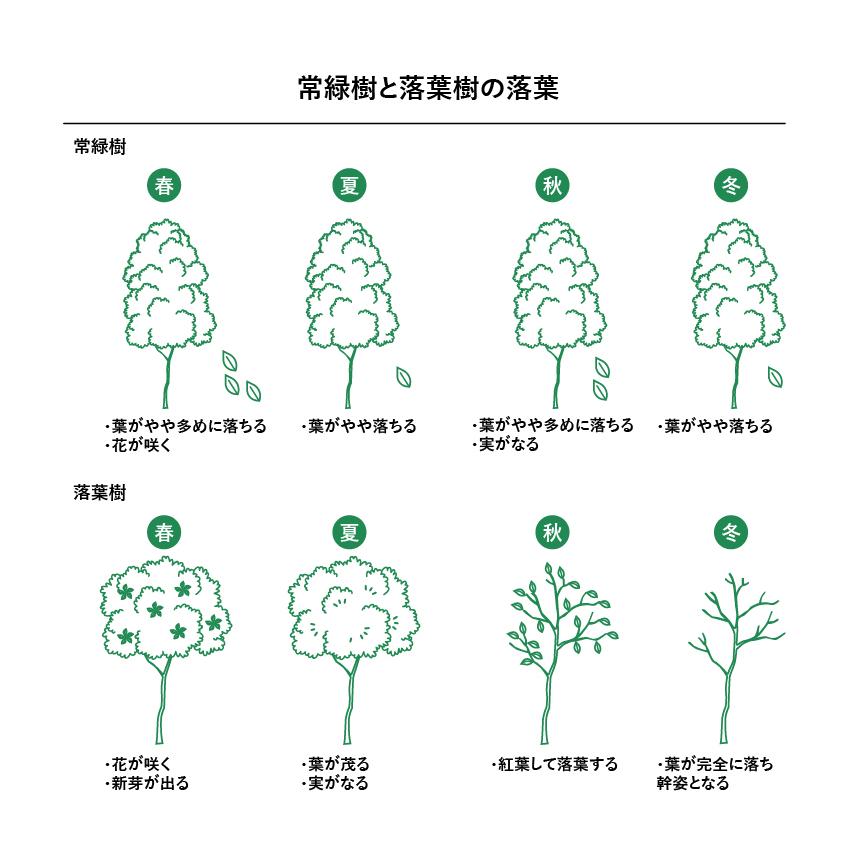 DEPOS 施工付植木/近畿地域限定 シンボルツリー 庭木 常緑広葉樹 樹高