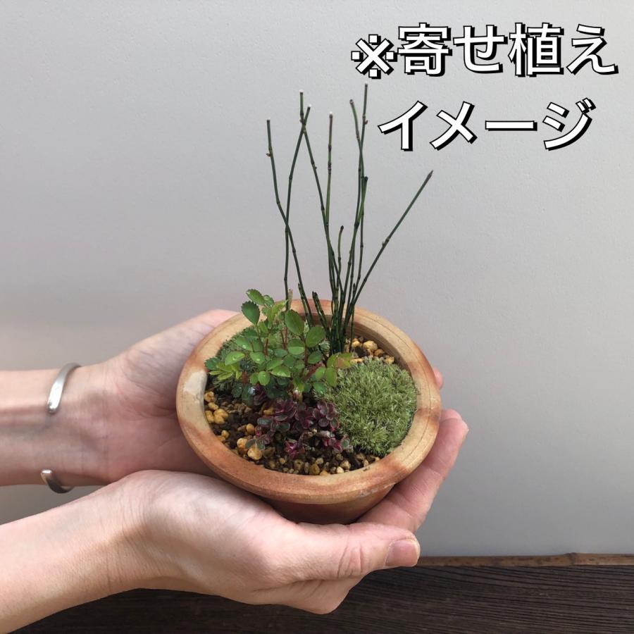 山野草 13ポットセット ミニ 苗 おまかせ 苔テラリウム 和風 盆栽 寄せ