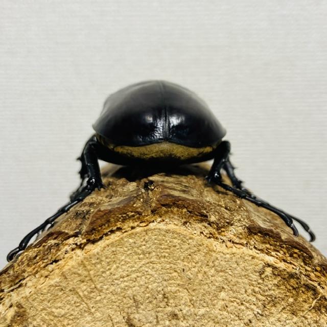 レックスゾウカブト (旧アクティオンゾウカブト) 成虫 オス ♂99mm