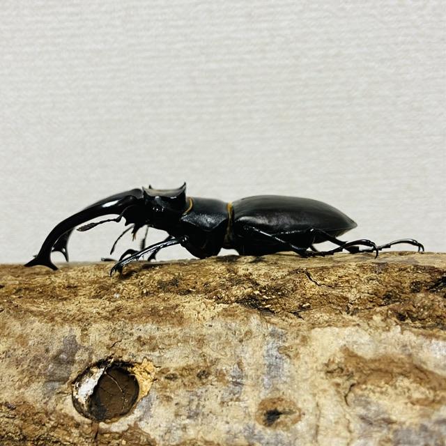 アクベシアヌスミヤマクワガタ 成虫 オス♂85.0mm(アクベシアヌス