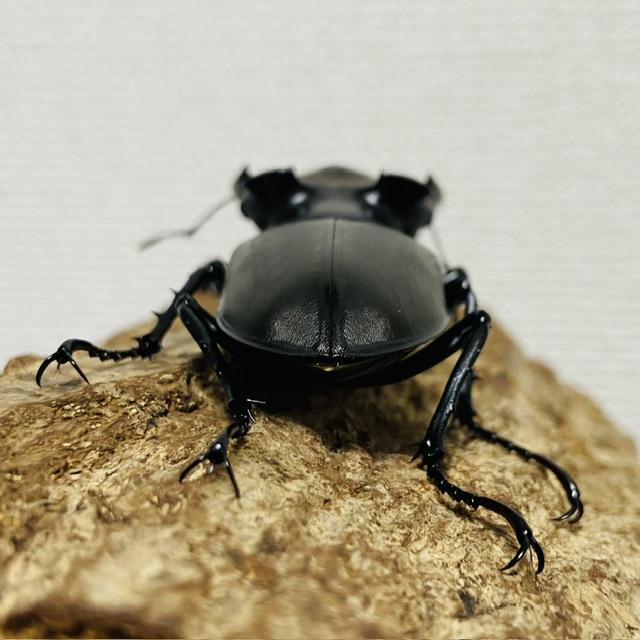 アクベシアヌスミヤマクワガタ 成虫 オス♂85.0mm(アクベシアヌス