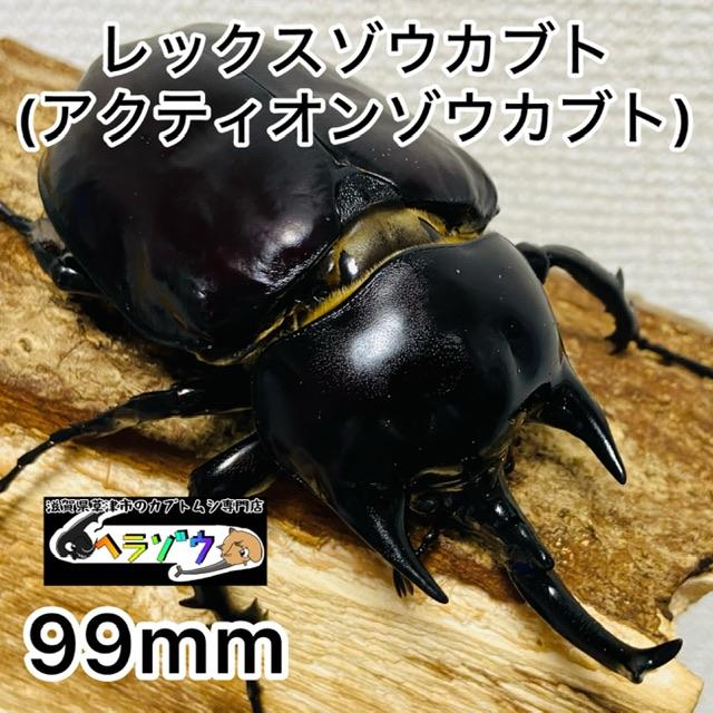 レックスゾウカブト (旧アクティオンゾウカブト) 成虫 オス ♂99mm