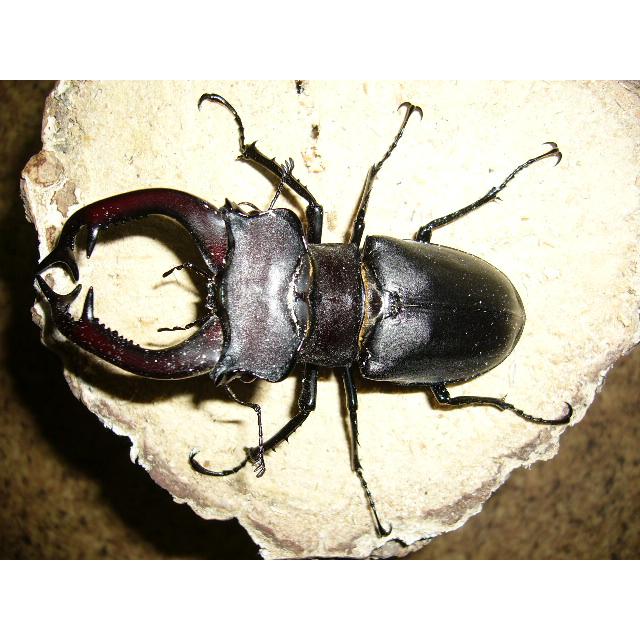 ユダイクスミヤマクワガタ♂95mmペア : insectGreenHouse - 通販