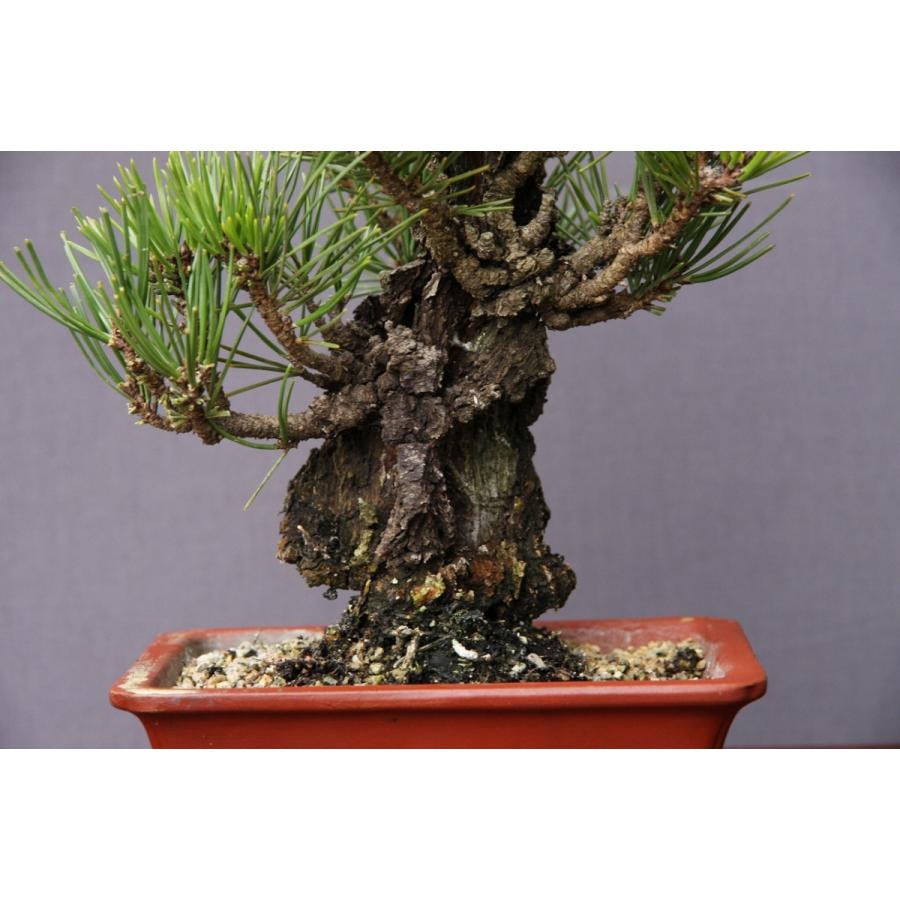 株）一樹園 夢錦松 小品盆栽／樹齢20年 : 一樹園 - 通販 - Yahoo