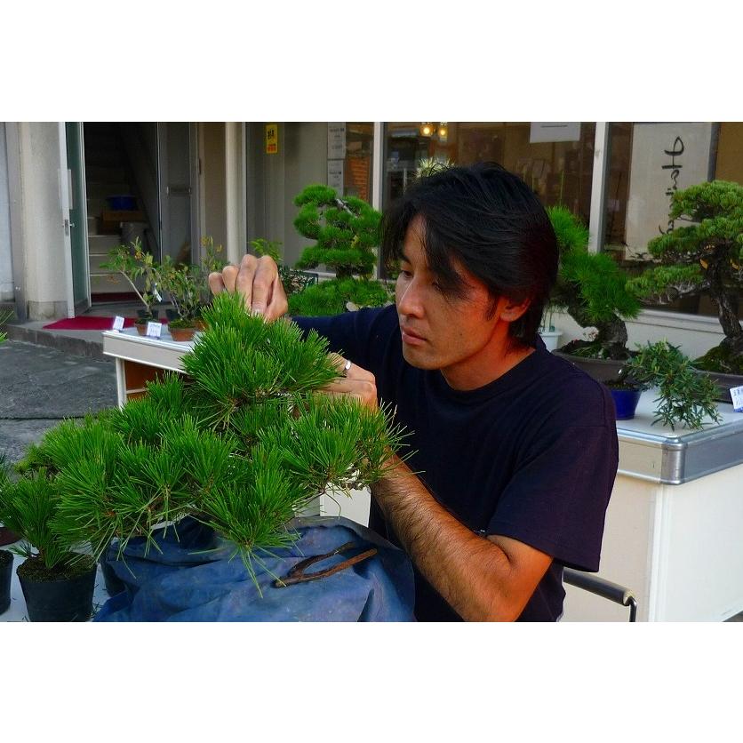 株）一樹園 夢錦松5本セット 小品盆栽／樹齢6年 : 一樹園 - 通販