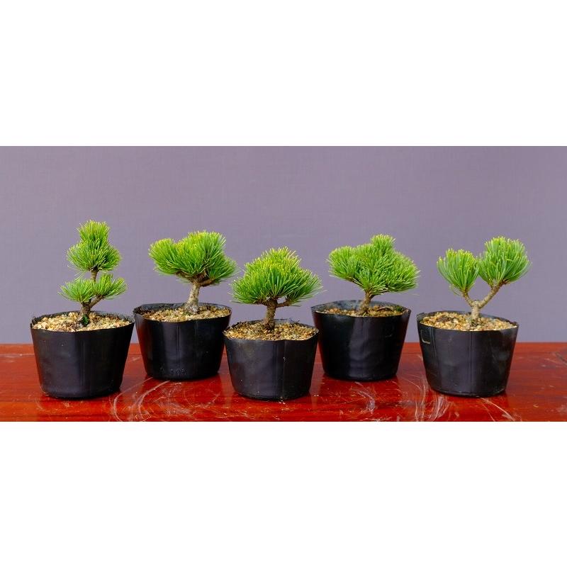 株）一樹園 宮島五葉松5本セット 小品盆栽／樹齢3年 : 一樹園 - 通販