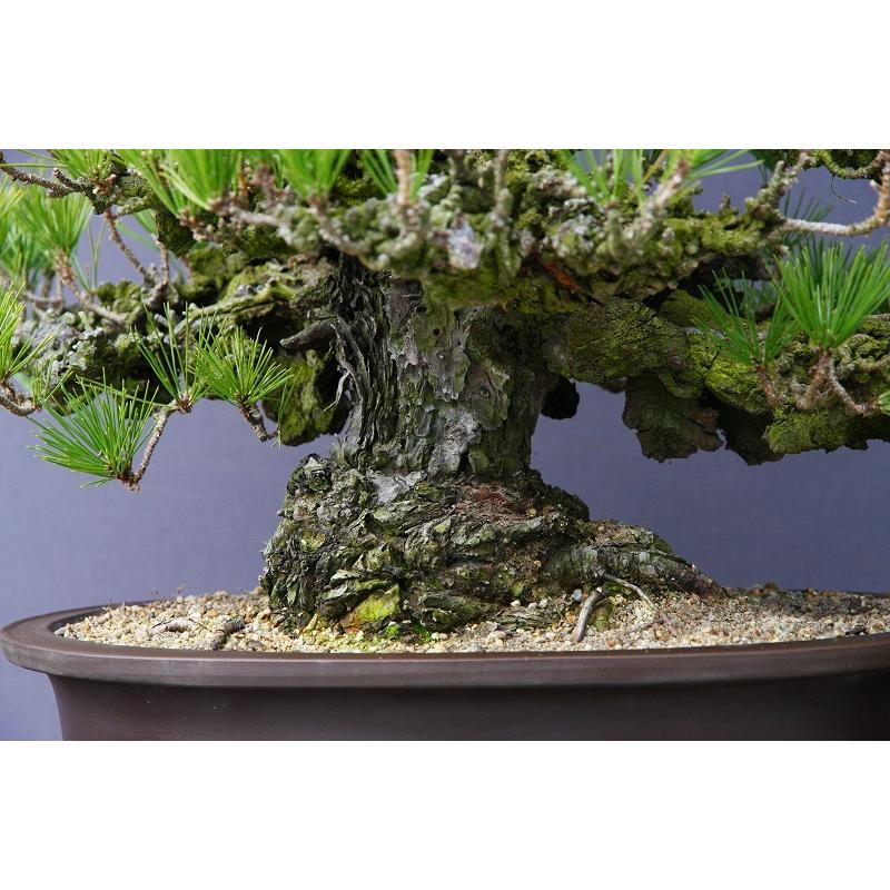 株）一樹園 錦松 大品盆栽／樹齢60年 : 一樹園 - 通販 - Yahoo