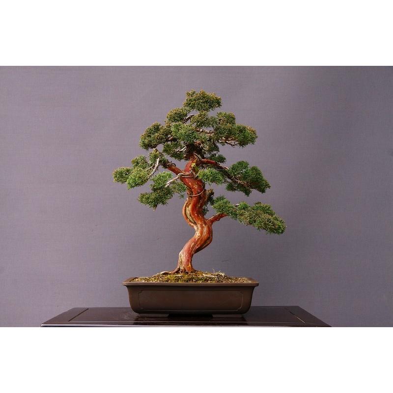 株）一樹園 真柏 大品盆栽／樹齢35年 : 一樹園 - 通販 - Yahoo