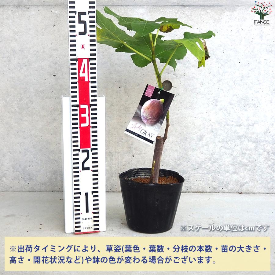 ITANSE イチジク レディグレイ 果樹の苗木 5号ポット/1個売り 果樹苗