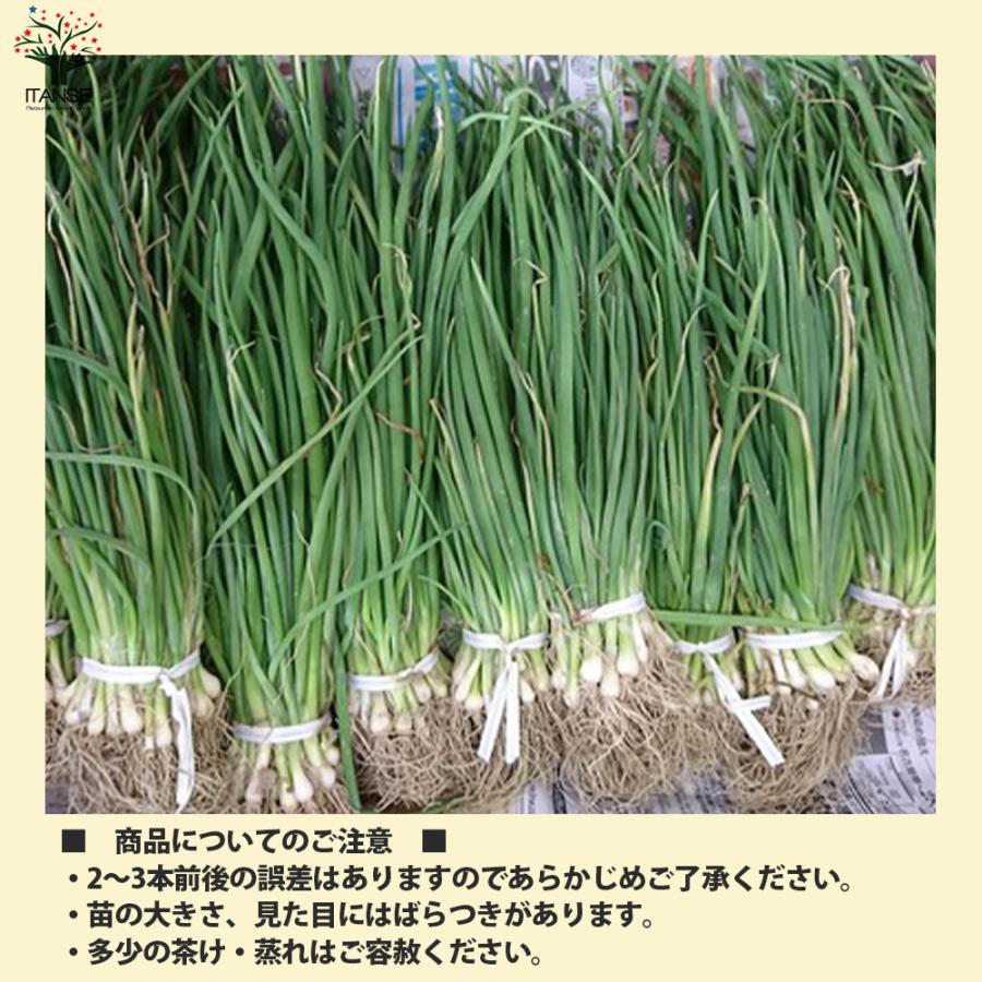 ITANSE 玉ねぎ抜き苗 品種: サクラエクスプレス2(極早生) 野菜の苗 約