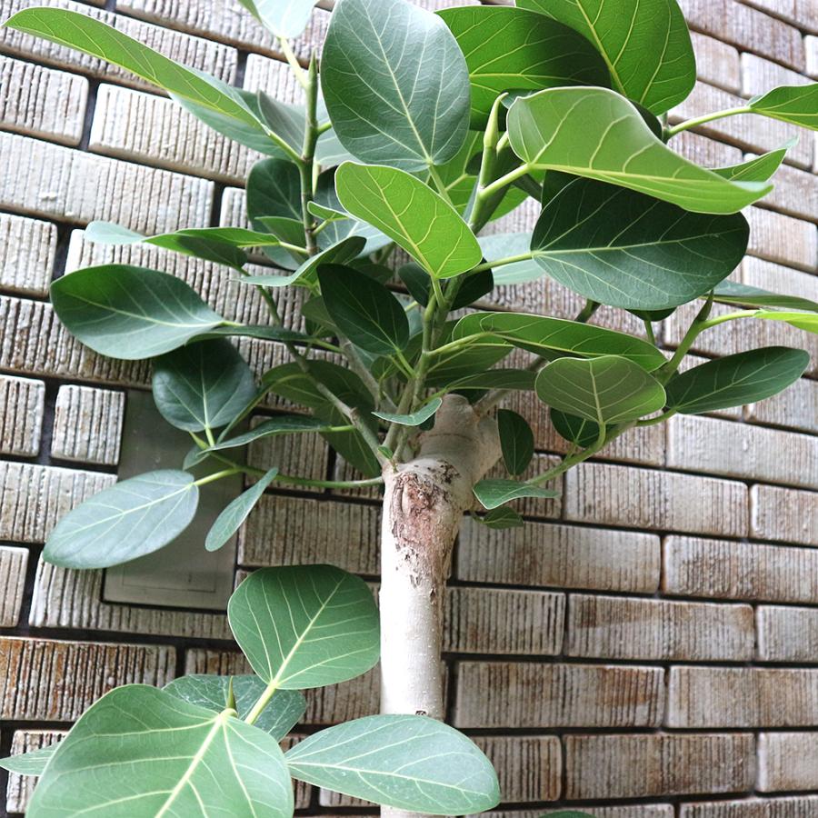 ITANSE 観葉植物 フィカス ベンガレンシス 8号鉢 1個 人気 中型