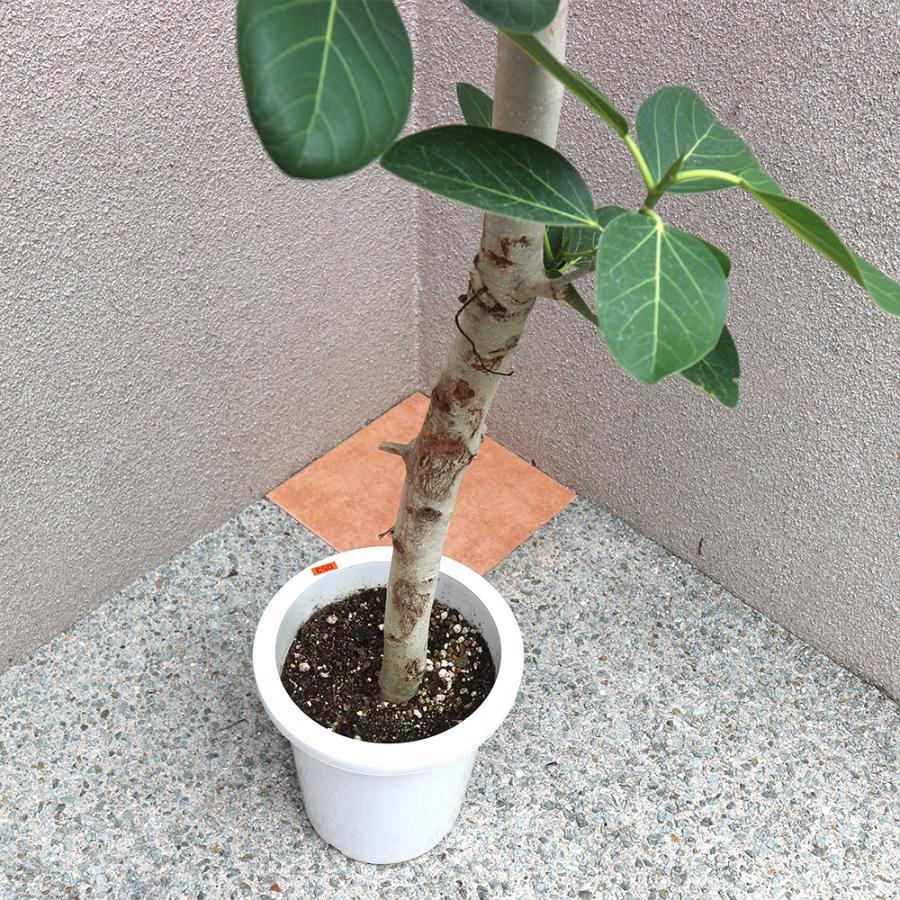 ITANSE 観葉植物 フィカス ベンガレンシス 8号鉢 1個 人気 中型