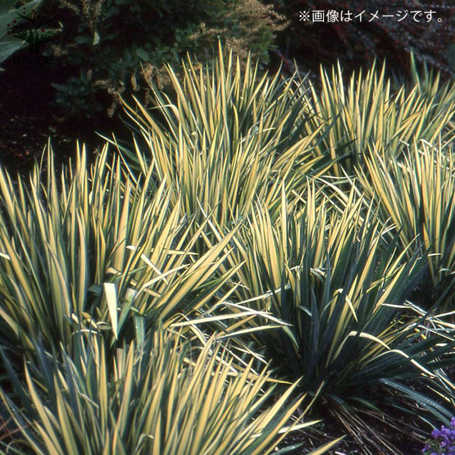 ITANSE ユッカ・フィラメントーサ ゴールデンソード(斑入葉) リビング