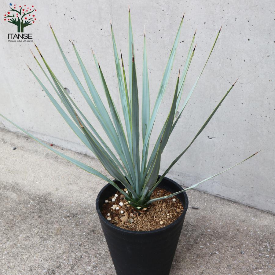 ITANSE ユッカ リギダ 観葉植物 8号プラスチック鉢：リビングや