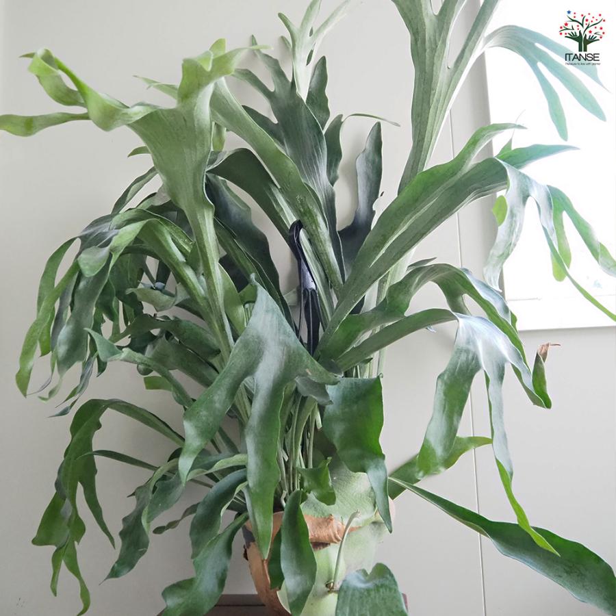 ビカクシダ(コウモリラン) ネザーランド 吊り 観葉植物 7号/1個売り