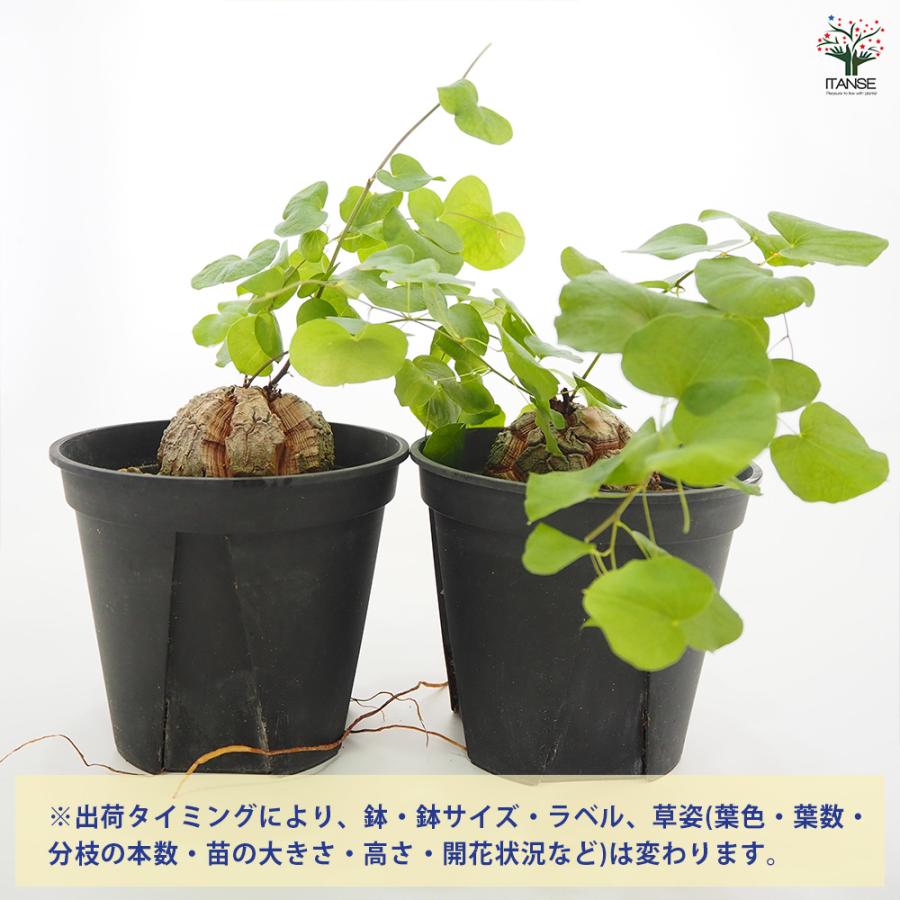 亀甲竜(きっこうりゅう) 多肉植物 5号/1個売り ディオスコレア