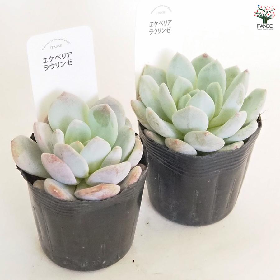 エケベリア ラウリンゼ 多肉植物 2.5号/1個売り 観葉植物 インテリア