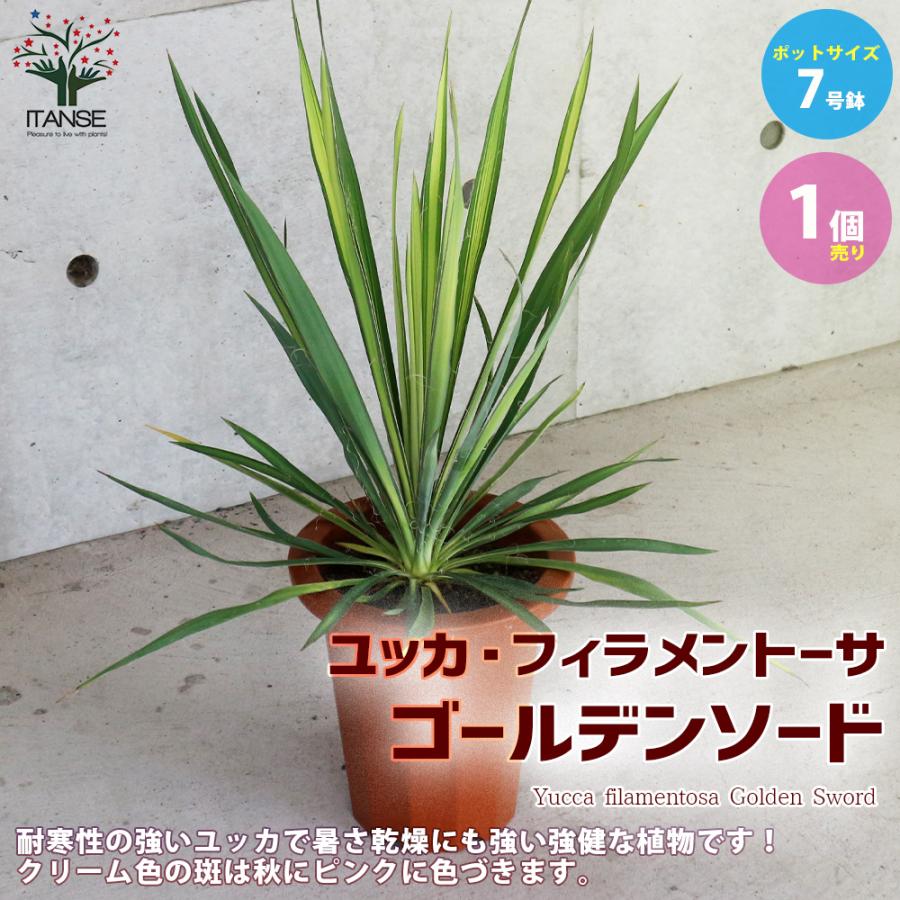 ITANSE ユッカ・フィラメントーサ ゴールデンソード(斑入葉) リビング
