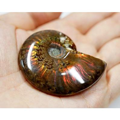 アンモライト （アンモナイト） 化石 原石 No.7 : shopooo by GMO